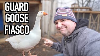 Don't Make THIS Big MISTAKE With Your GUARD GEESE