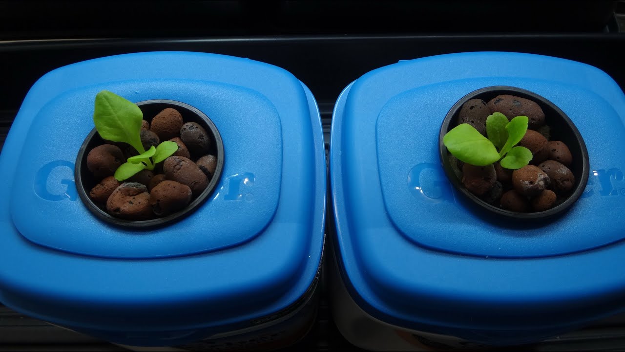 Growing Lettuce in Baby Formula Container Kratky Pt 01 YouTube