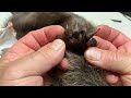 Mounting Ole’ Chisel Tooth Part 2