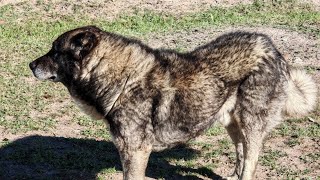 DAĞDA KAYBOLAN BİR KÖPEK SÜRÜMÜZE GELDİ.