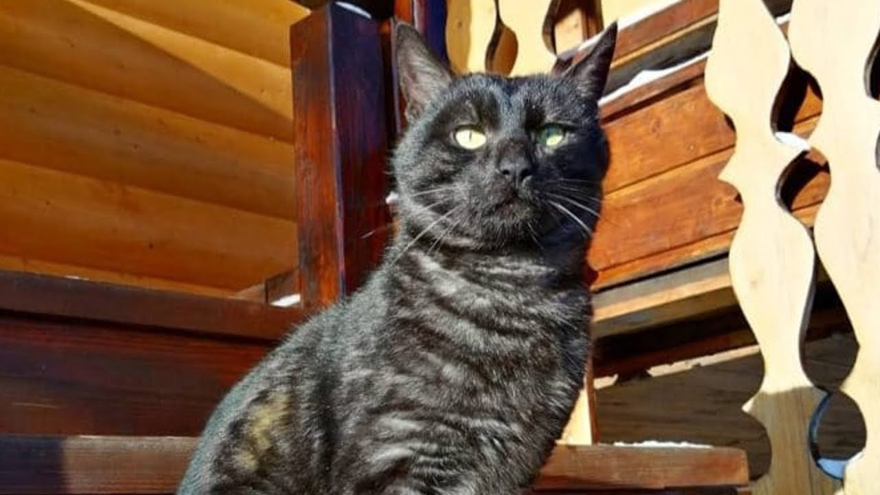 Котика сбила машина