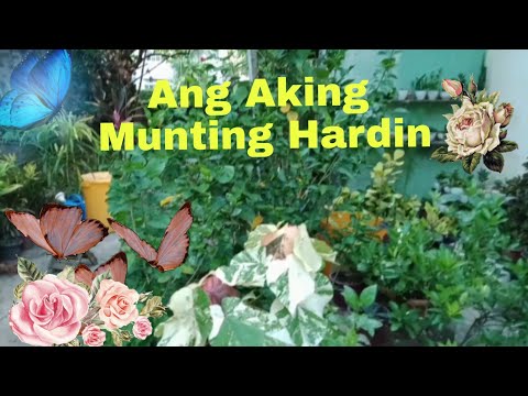 Video: Lumalagong Mga Evergreens Sa Iyong Hardin