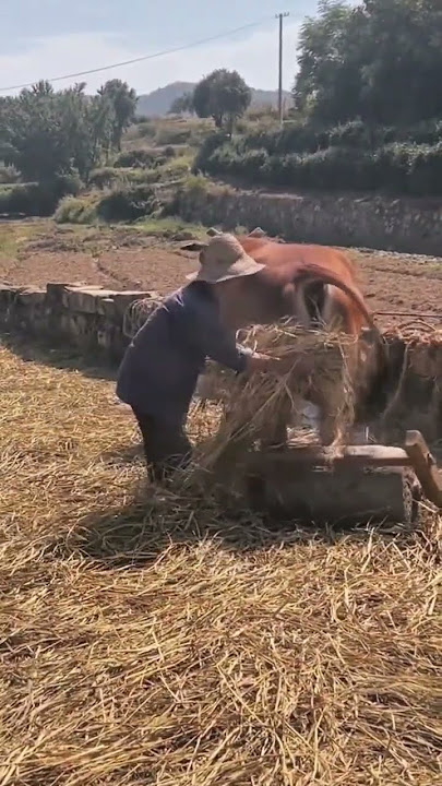 Many people no longer know what this kind of agricultural work is for Revisiting memories #86748
