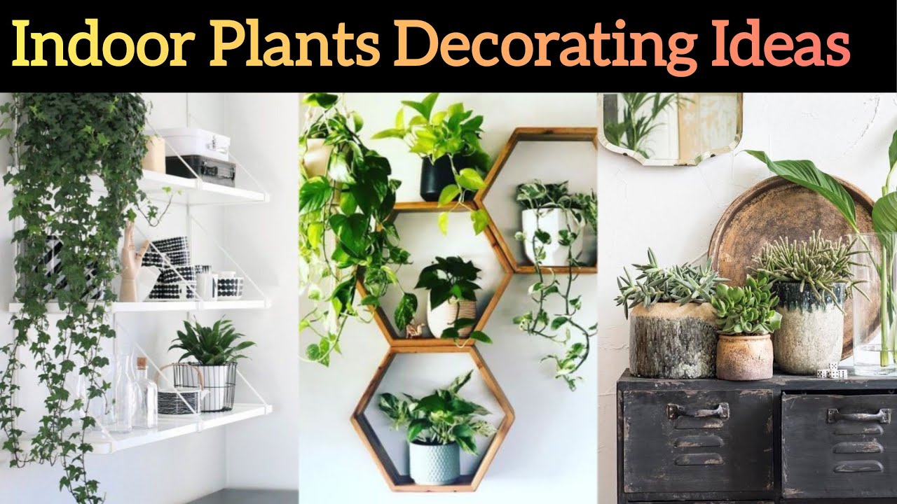 Greening Your Space: A Guide to Indoor Plants and Lush Living