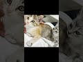 撫でられたいのに撫でて貰えず嫉妬して怒っちゃう子猫 #shorts #猫 #cat