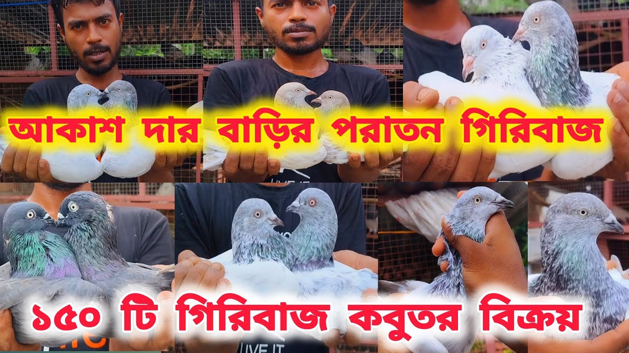 আকাশ দার পায়রা থেকে বিদায়।১৫০ টিরও বেশি গিরিবাজ পায়রা বিক্রয়।ALL KABUTOR SALE।@pigeonsloverrj9600