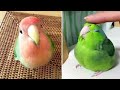 Baby Animals 🔴 Funny Parrots and Cute Birds Compilation (2021) Loros Adorables Recopilación #19