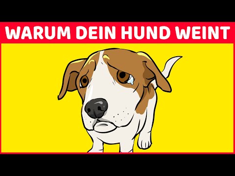 Video: Warum leckt mein Hund immer seine Pfoten?