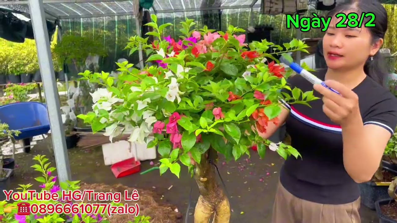 Ngày 28/2/2026 giao lưu hoa giấy giá rẻ bao ship toàn quốc 👉☎️ 0896661077(zalo)