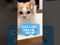 にゃんこの日まであと3️⃣日!