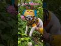 ダイソーの帽子 ミツバチになって紫陽花のまわりを飛ぶチワワさん ダイソー ミツバチ コスプレ チワワ ダイソーの帽子 ミツバチになって紫陽花のまわりを飛ぶチワワさん ダイソー ミツバチ コスプレ チワワ