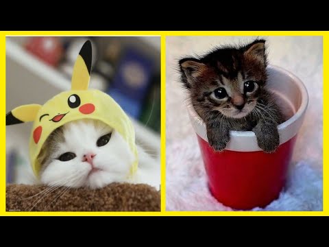 funny-and-cute-cats-compilation-video-|-kitten-videos-|-billi-wali-comedy-|-billi-ki-comedy-video