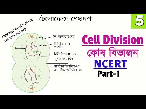 Railway Exam Biology || Cell Division| Phases of Mitosis || NCERT