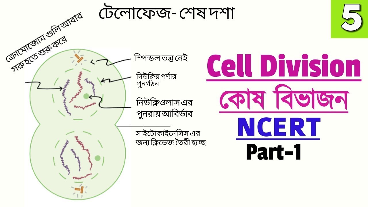 Railway Exam Biology || Cell Division| Phases of Mitosis || NCERT