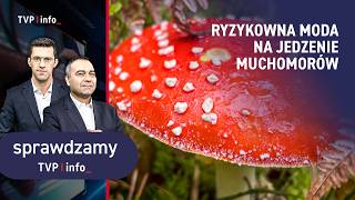 Ryzykowna moda na jedzenie muchomorów | SPRAWDZAMY