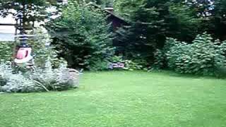 T-Rex 450 SE V2 practicing in the Garden