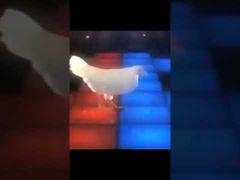 فراخ بتكاكى