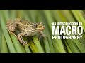 An Introduction To Macro Photography