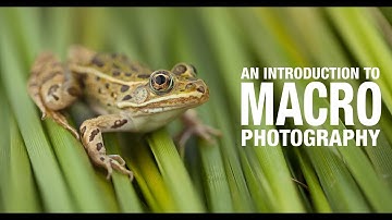 An Introduction To Macro Photography