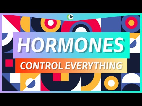 HORMONES CONTROL YOU - Hormones and the endocrine system - Beautiful Science