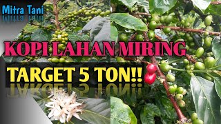 Menanam Kopi di Lahan Miring ✅ gak bahaya ta❓❓ [MITRA_TANI]- erwin_dianto