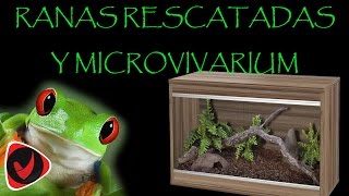 Ranas rescatadas y microvivarium