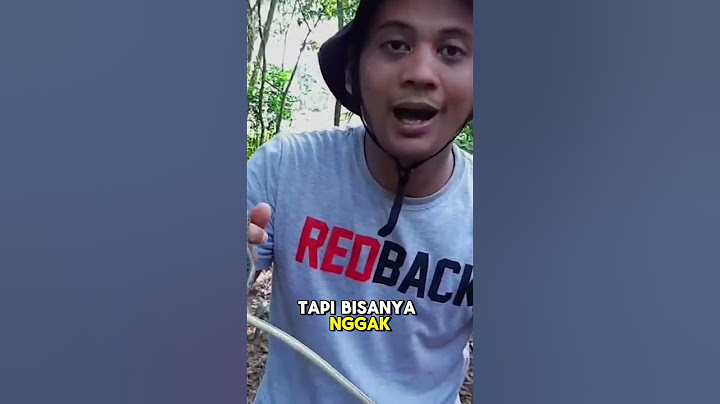 TERNYATA KING COBRA TAKUT SAMA ULAR INI !!