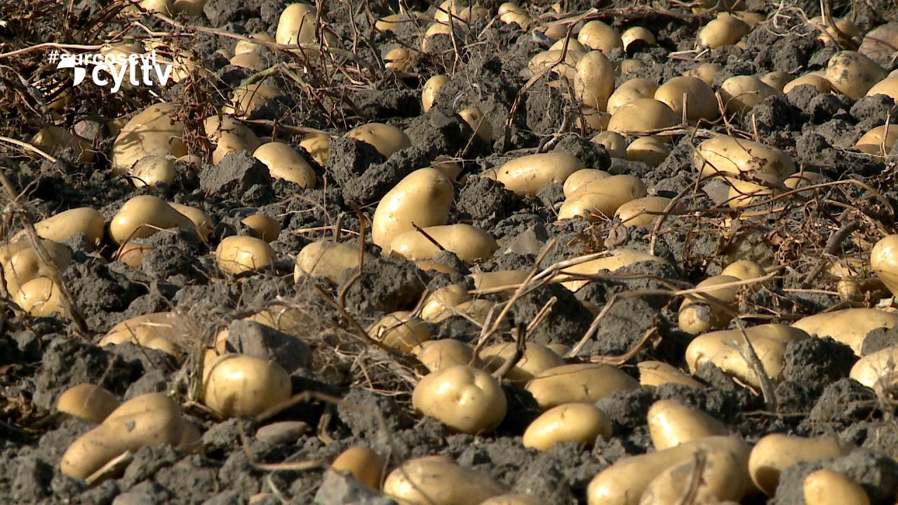 🥔 Crisis y Oportunidad: ¿Por qué baja la siembra de patata en Castilla ...