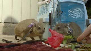 Rock Hyrax Pups Play