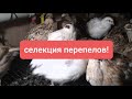 разведение перепелов( селекция или отбор перепелов на маточное стадо)