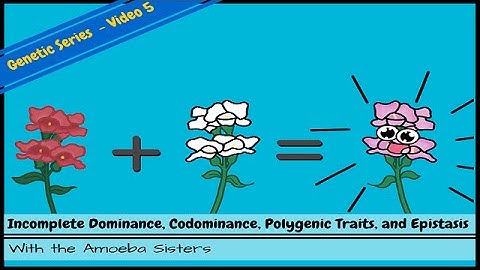 Incomplete Dominance, Codominance, Polygenic Traits, and Epistasis!