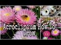 How to grow Acroclinium from seeds ,fast n easy with update..