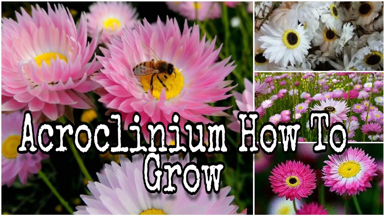 رعاية نبات Acroclinium