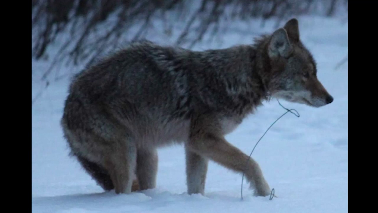 wildlife tea Father Coyote's Life Hangs By Thread After Rescue From Kill Snare