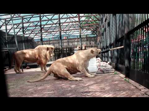 Видео: Зоопарк, предлагающий перетягивание каната со львом и тигром