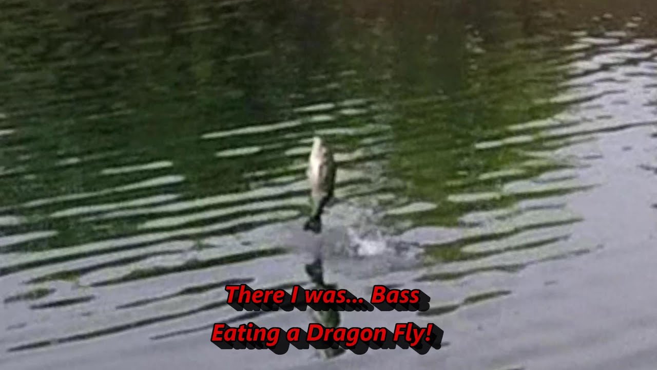Bass Eating a Dragon Fly! bassfishing flyfishing YouTube