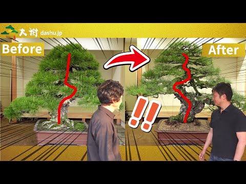 Huge black pine bonsai VS Japanese bonsai master!!