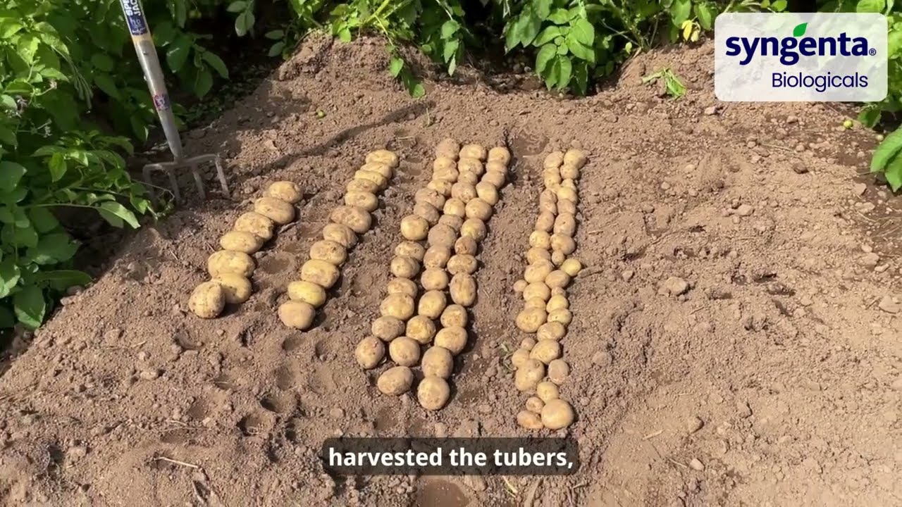 3 Essential Biological Solutions for Superior Potato Yields