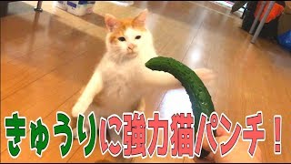 猫にきゅうり見せたらとんでもない猫パンチを繰り出した