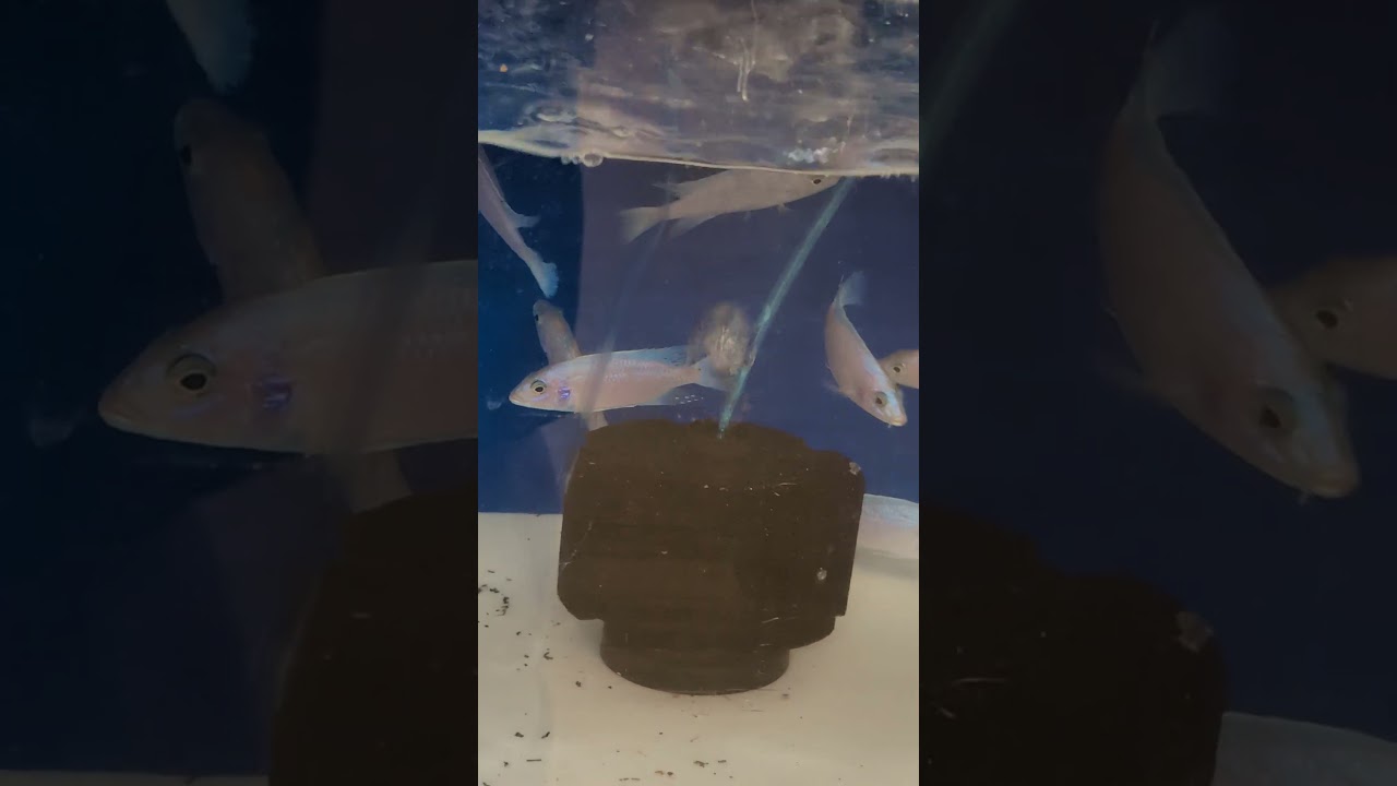 2026 ACA Convention  --- Cichlids for sale in Vendor Room!  (2026) #shorts #drockingfish