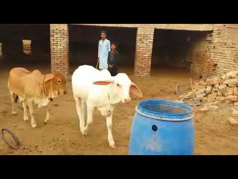 Beautiful & Cute Baby Cow (Male Calf's) Playing & Having 