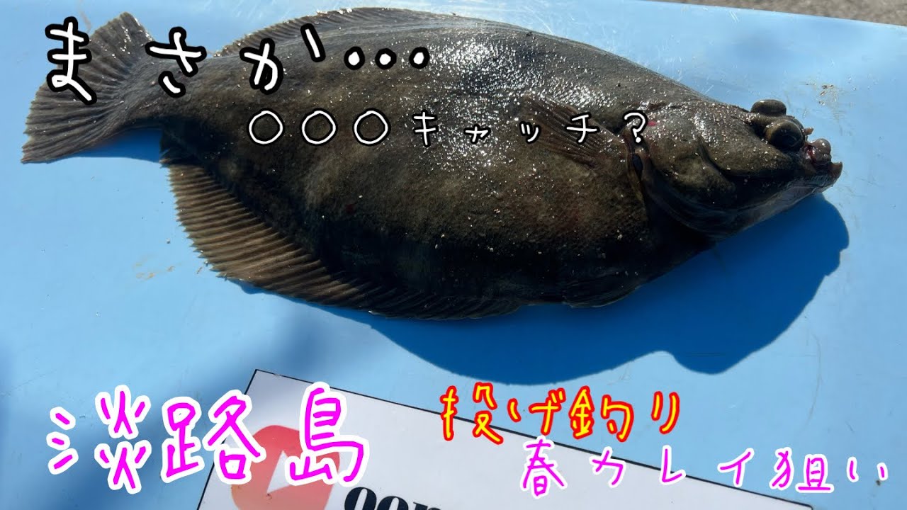 【投げ釣り】淡路島カレイ狙い編…春カレイの○○○キャッチ