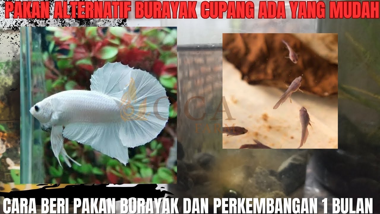 🔥 Pakan Alternatif Burayak Cupang Tanpa Artemia | Cepat Besar & Anti Banyak Mati  