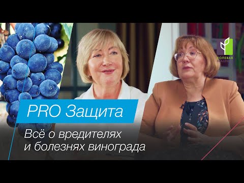 Болезни и вредители винограда| PRO Защита