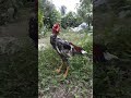 Một mảnh kí ức anh chia ra làm 2 phần