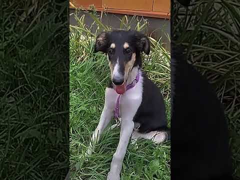 Казахский тазы или борзая 🐕❣️запрос от: @Тараз-з4ъ