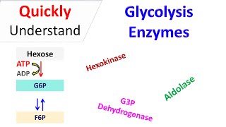 Glycolysis Enzymes