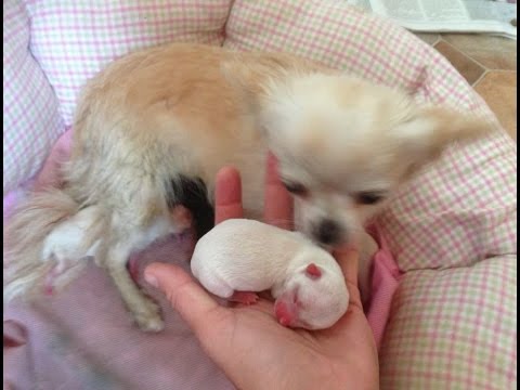 chihuahua-dog-breed-|-chihuahua-dog-breed-mating-in-love-and-giving-birth