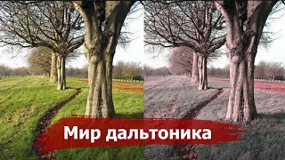 Как видят мир ДАЛЬТОНИКИ | Коротко о Дальтонизме + Тест!