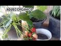 FAÇA SUAS PLANTAS FRUTIFICAR MUITO MAIS COM ESSE PÓ MILAGROSO